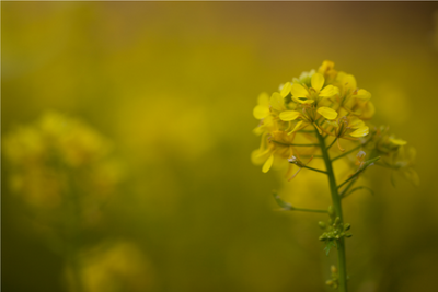 As my grandmother often said, “All we need is a mustard seed of faith.”