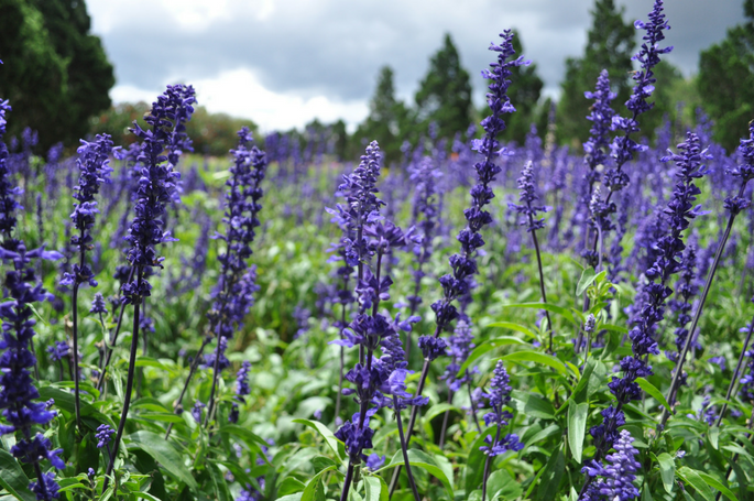 Running through fields of lavender
